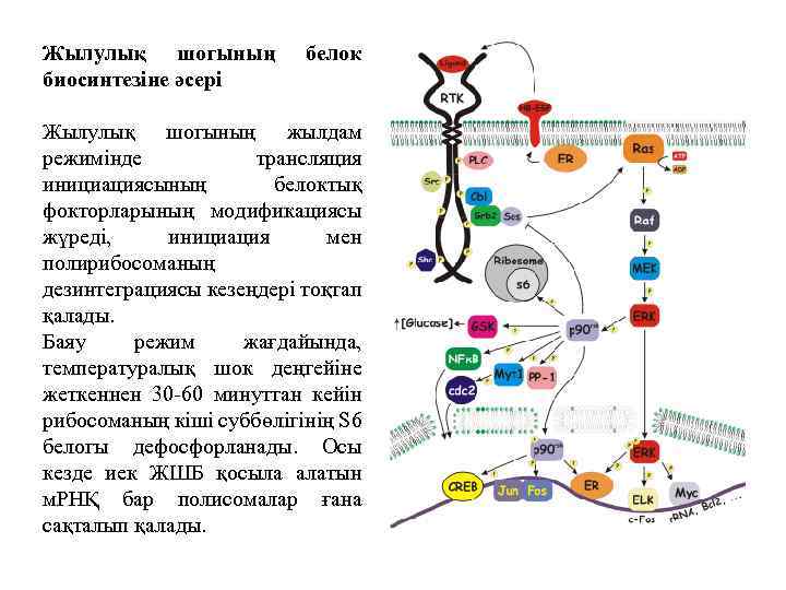 Жылулық шогының биосинтезіне әсері белок Жылулық шогының жылдам режимінде трансляция инициациясының белоктық фокторларының модификациясы