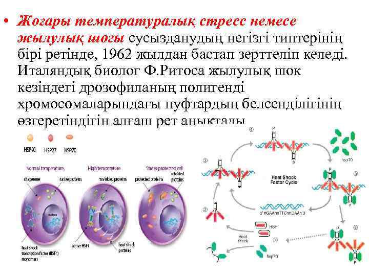  • Жоғары температуралық стресс немесе жылулық шогы сусызданудың негізгі типтерінің бірі ретінде, 1962