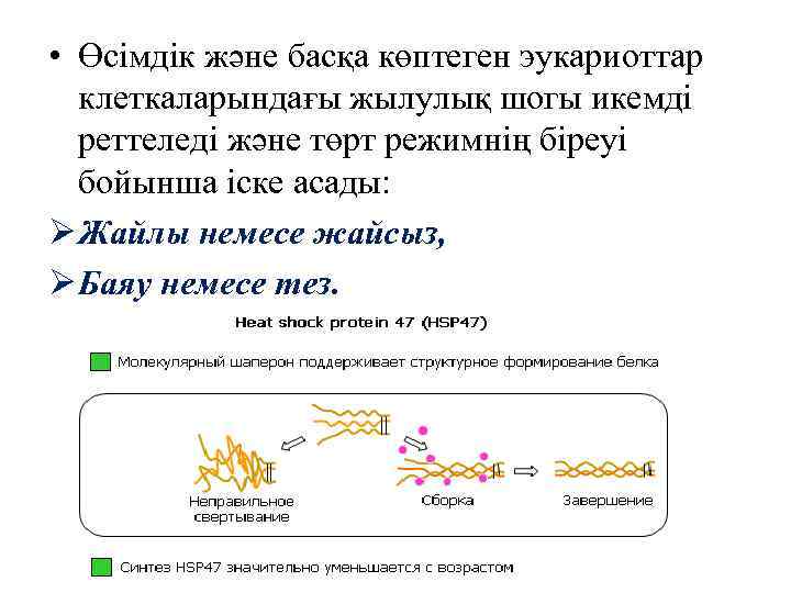  • Өсімдік және басқа көптеген эукариоттар клеткаларындағы жылулық шогы икемді реттеледі және төрт