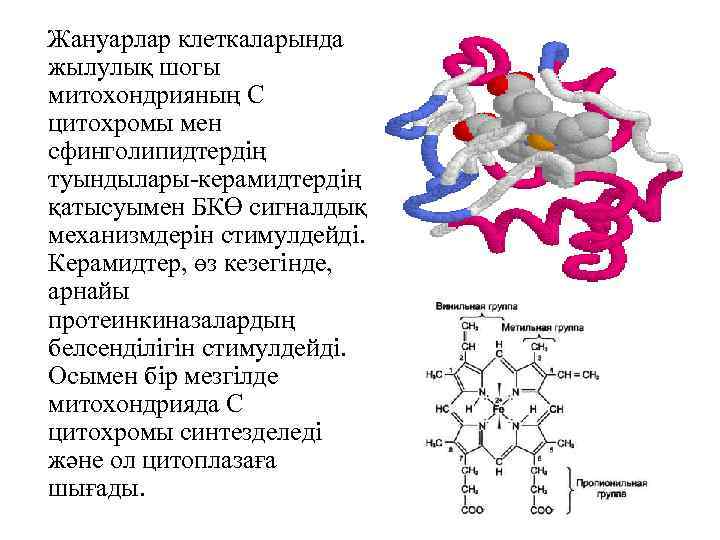 Жануарлар клеткаларында жылулық шогы митохондрияның С цитохромы мен сфинголипидтердің туындылары-керамидтердің қатысуымен БКӨ сигналдық механизмдерін