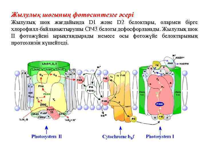 Жылулық шогының фотосинтезге әсері Жылулық шок жағдайында D 1 және D 2 белоктары, олармен