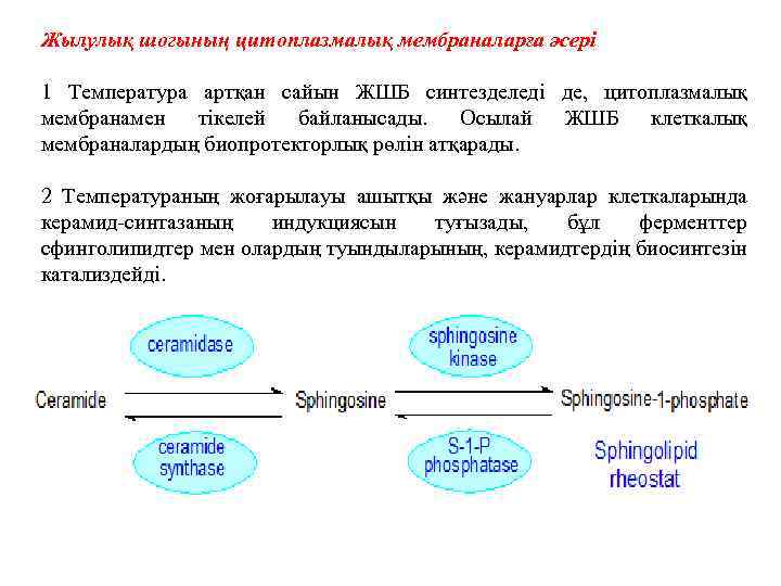 Жылулық шогының цитоплазмалық мембраналарға әсері 1 Температура артқан сайын ЖШБ синтезделеді де, цитоплазмалық мембранамен