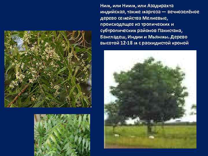 Ним, или Ниим, или Азадирахта индийская, также маргоза — вечнозелёное дерево семейства Мелиевые, происходящее