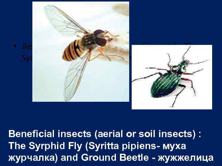  • Beneficial insects (aerial or soil insects) : The Syrphid Fly and Ground