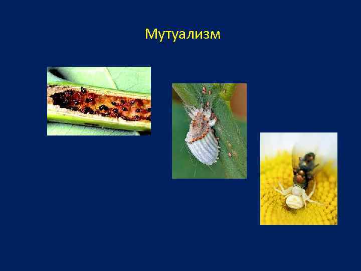 Мутуализм 