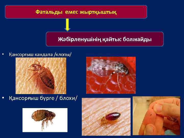 Фатальды емес жыртқыштық Жәбірленушінің қайтыс болмайды • Қансорғыш кандала /клопы/ • Қансорғыш бүрге /