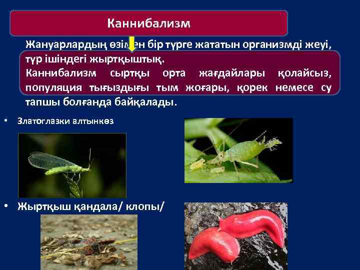 Открытие каннибализма в мире галактик проект