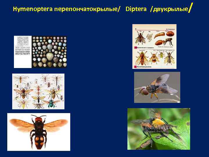 Hymenoptera перепончатокрылые/ Diptera /двукрылые / 