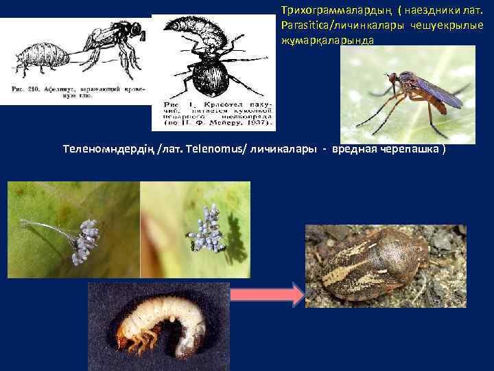 Трихограммалардың ( наездники лат. Parasitica/личинкалары чешуекрылые жұмарқаларында Теленомндердің /лат. Telenomus/ личикалары - вредная черепашка