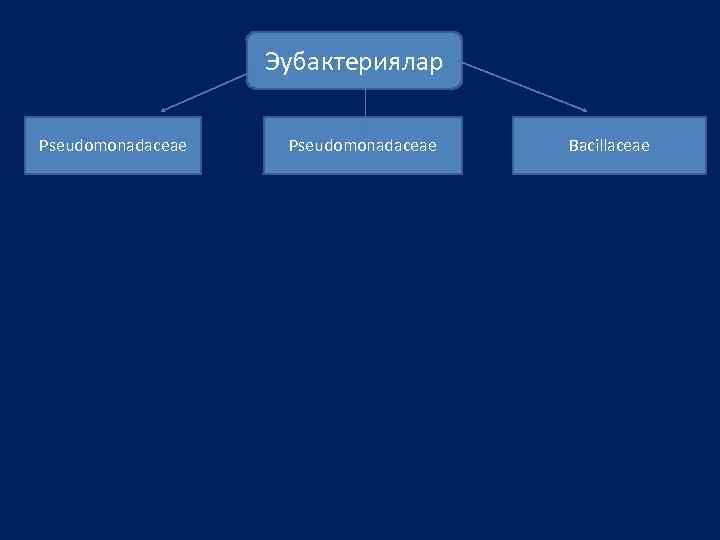 Эубактериялар Pseudomonadaceae Bacillaceae 