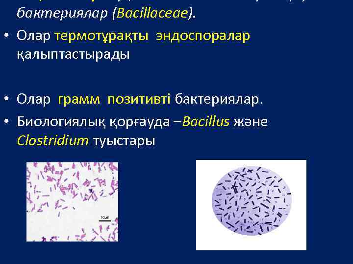 бактериялар (Bacillaceae). • Олар термотұрақты эндоспоралар қалыптастырады • Олар грамм позитивті бактериялар. • Биологиялық