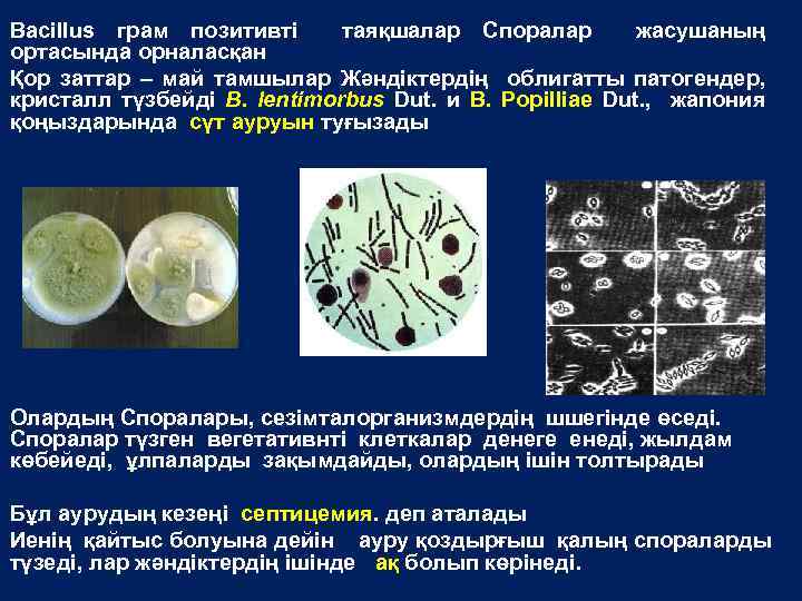 Bacillus грам позитивті таяқшалар Споралар жасушаның ортасында орналасқан Қор заттар – май тамшылар Жәндіктердің