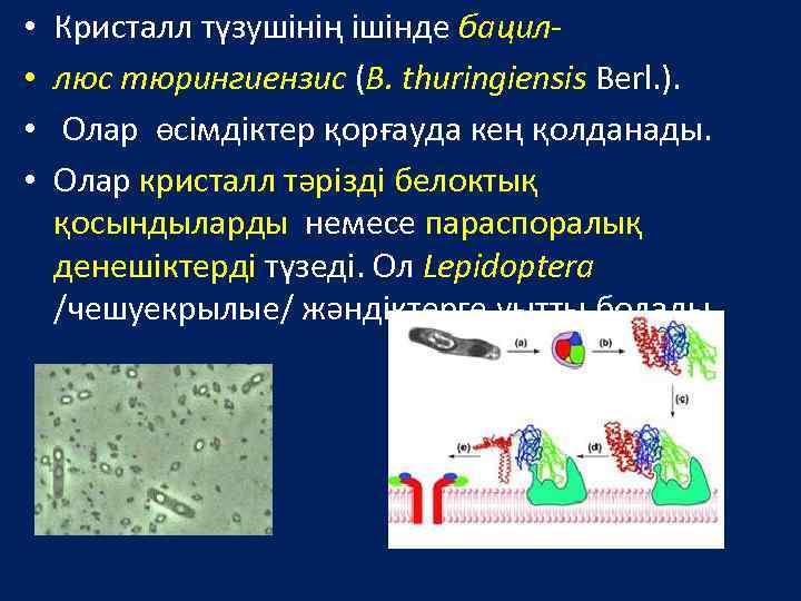  • • Кристалл түзушінің ішінде бациллюс тюрингиензис (В. thuringiensis Berl. ). Олар өсімдіктер