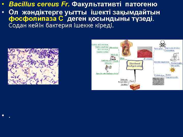  • Bacillus cereus Fr. Факультативті патогеню • Ол жәндіктерге уытты ішекті зақымдайтын фосфолипаза