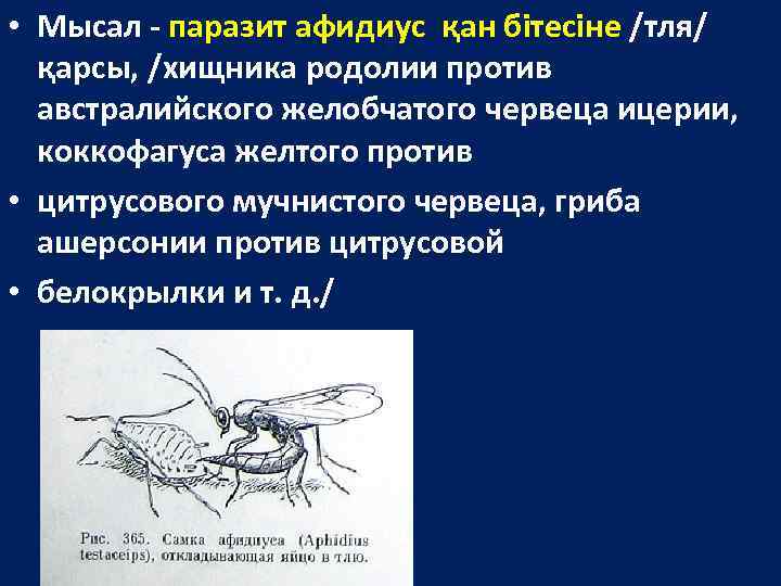  • Мысал - паразит афидиус қан бітесіне /тля/ қарсы, /хищника родолии против австралийского