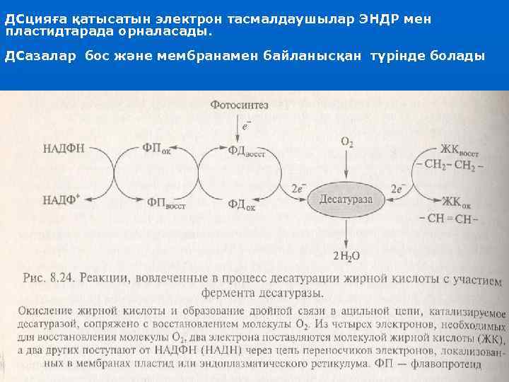 ДСцияға қатысатын электрон тасмалдаушылар ЭНДР мен пластидтарада орналасады. ДСазалар бос және мембранамен байланысқан түрінде