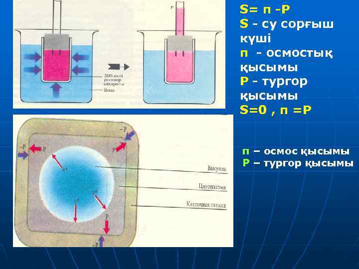 S= π Р S cу сорғыш күші π осмостық қысымы Р тургор қысымы S=0