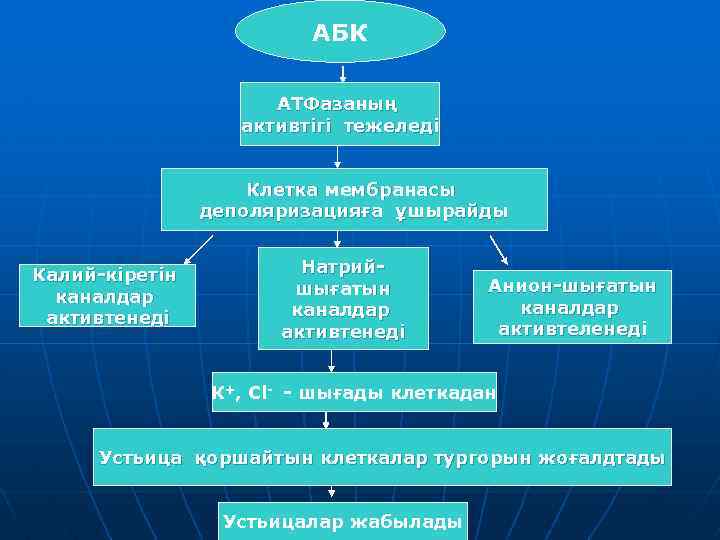 АБК АТФазаның активтігі тежеледі Клетка мембранасы деполяризацияға ұшырайды Калий-кіретін каналдар активтенеді Натрийшығатын каналдар активтенеді