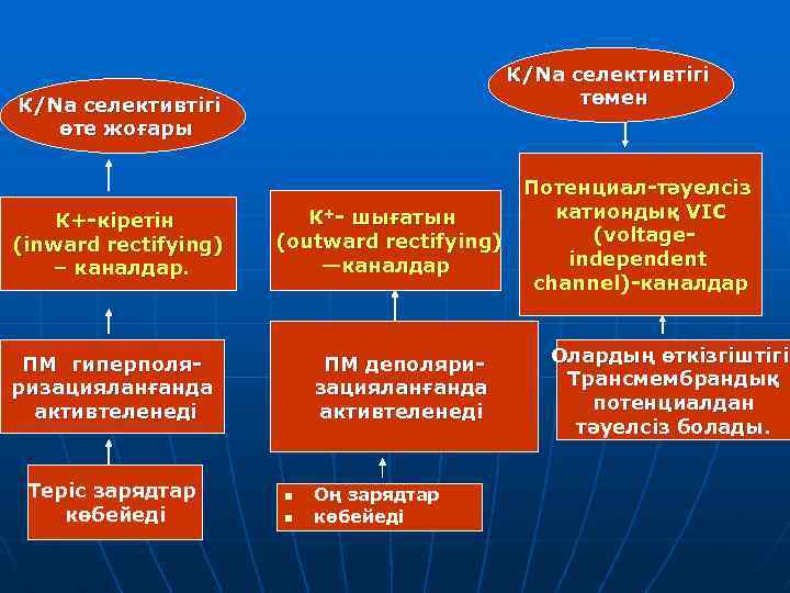 К/Na селективтігі төмен К/Na селективтігі өте жоғары К+-кіретін (inward rectifying) – каналдар. К+- шығатын