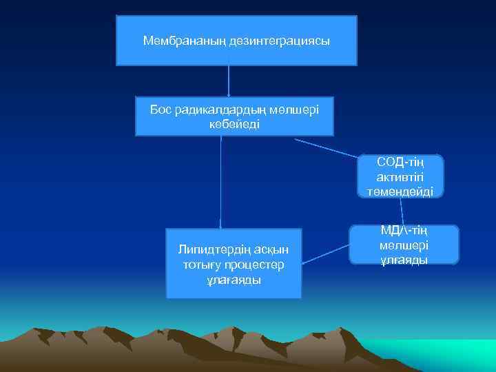 Мембрананың дезинтеграциясы Бос радикалдардың мөлшері көбейеді СОД-тің активтігі төмендейді Липидтердің асқын тотығу процестер ұлағаяды