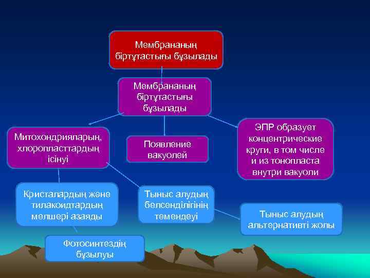 Мембрананың біртұтастығы бұзылады Митохондрияларың, хлоропласттардың ісінуі Кристалардың және тилакоидтардың мөлшері азаяды Фотосинтездің бұзылуы Появление