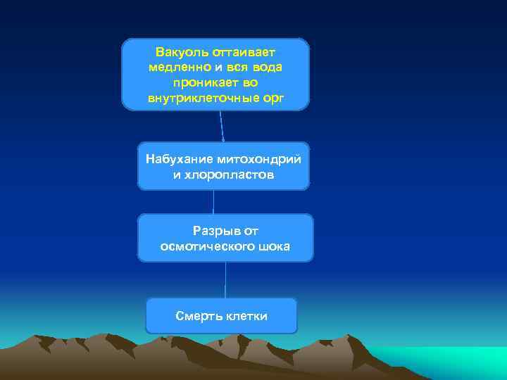Вакуоль оттаивает медленно и вся вода проникает во внутриклеточные орг Набухание митохондрий и хлоропластов