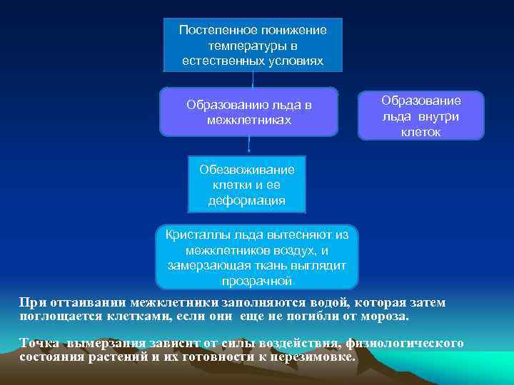 Постепенное понижение температуры в естественных условиях Образованию льда в межклетниках Образование льда внутри клеток