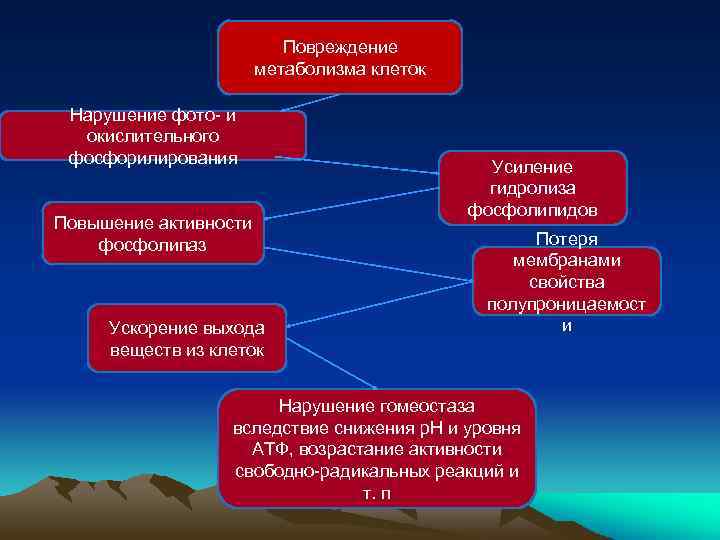 Повреждение метаболизма клеток Нарушение фото- и окислительного фосфорилирования Повышение активности фосфолипаз Ускорение выхода веществ