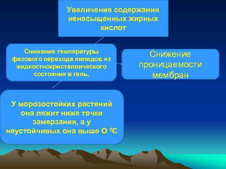 Увеличение содержания ненасыщенных жирных кислот Снижение температуры фазового перехода липидов из жидкостнокристаллического состояния в