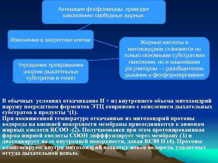 Активация фосфолипазы приводит накоплению свободных жирных. Изменения в энергетике клетки Упрощение превращения энергии дыхательных