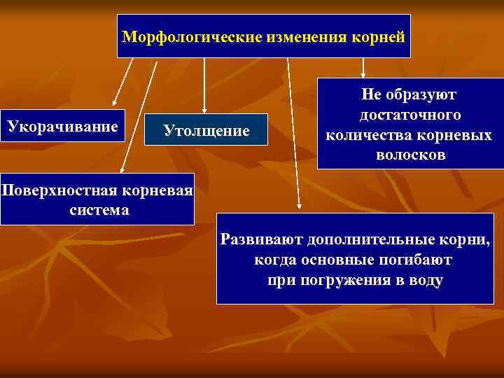 Морфологические изменения корней Укорачивание Утолщение Не образуют достаточного количества корневых волосков Поверхностная корневая система