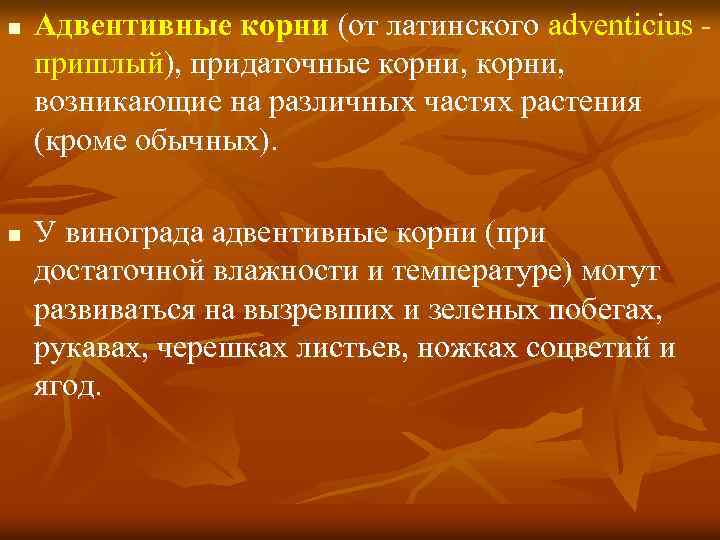 n n Адвентивные корни (от латинского adventicius пришлый), придаточные корни, возникающие на различных частях