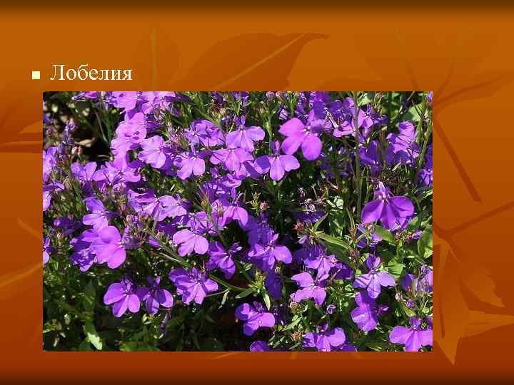n Лобелия 