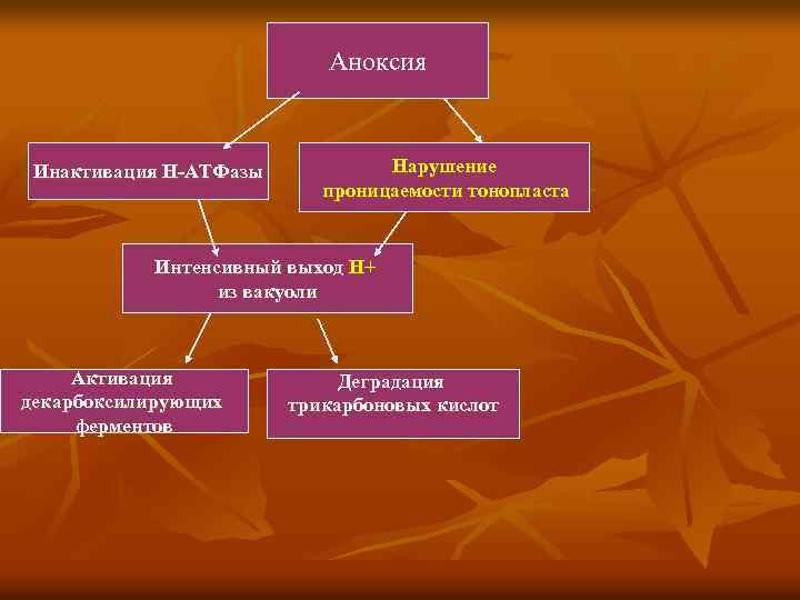 Аноксия Инактивация Н-АТФазы Нарушение проницаемости тонопласта Интенсивный выход Н+ из вакуоли Активация декарбоксилирующих ферментов