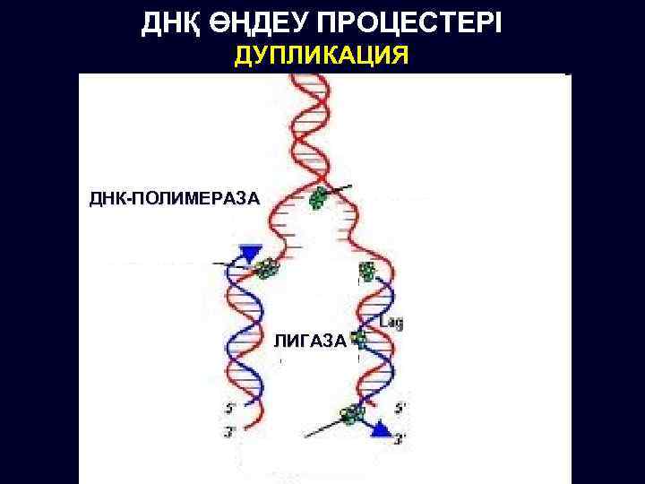 ДНҚ ӨҢДЕУ ПРОЦЕСТЕРІ ДУПЛИКАЦИЯ ДНК-ПОЛИМЕРАЗА ЛИГАЗА 