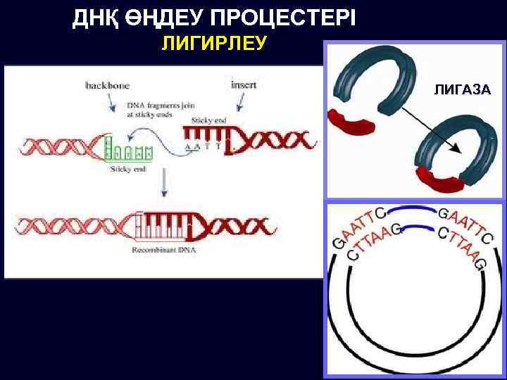 Лигаза сшивает