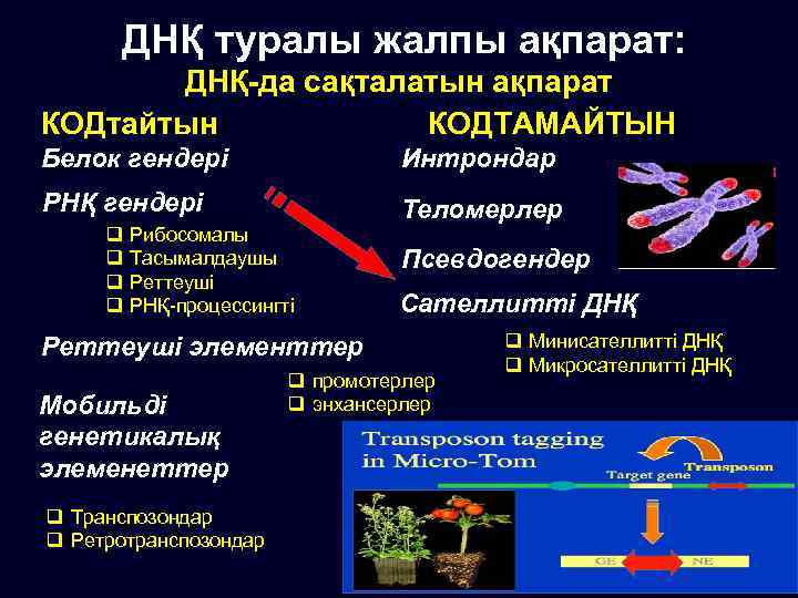 ДНҚ туралы жалпы ақпарат: ДНҚ-да сақталатын ақпарат КОДтайтын КОДТАМАЙТЫН Белок гендері Интрондар РНҚ гендері