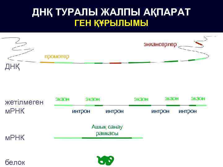 ДНҚ ТУРАЛЫ ЖАЛПЫ АҚПАРАТ ГЕН ҚҰРЫЛЫМЫ энхансерлер промотер ДНҚ жетілмеген м. РНК белок экзон