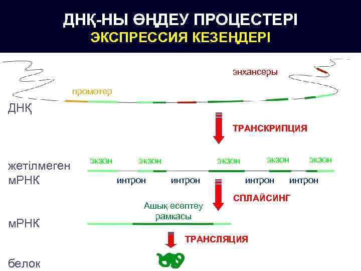 ДНҚ-НЫ ӨҢДЕУ ПРОЦЕСТЕРІ ЭКСПРЕССИЯ КЕЗЕҢДЕРІ энхансеры промотер ДНҚ ТРАНСКРИПЦИЯ жетілмеген м. РНК экзон интрон