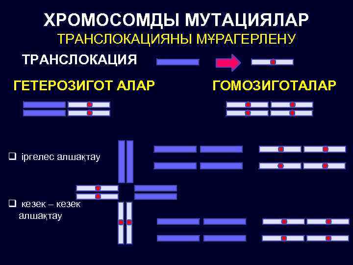 ХРОМОСОМДЫ МУТАЦИЯЛАР ТРАНСЛОКАЦИЯНЫ МҰРАГЕРЛЕНУ ТРАНСЛОКАЦИЯ ГЕТЕРОЗИГОТ АЛАР q іргелес алшақтау q кезек – кезек