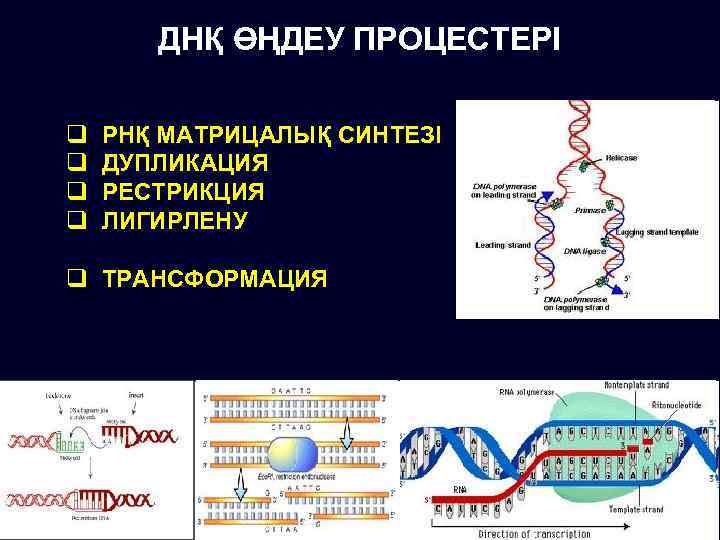 ДНҚ ӨҢДЕУ ПРОЦЕСТЕРІ q q РНҚ МАТРИЦАЛЫҚ СИНТЕЗІ ДУПЛИКАЦИЯ РЕСТРИКЦИЯ ЛИГИРЛЕНУ q ТРАНСФОРМАЦИЯ 