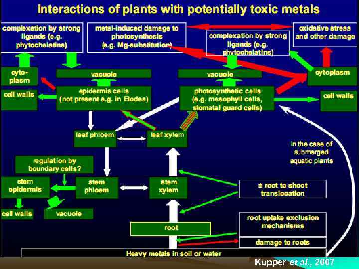  Kupper et al. , 2007 