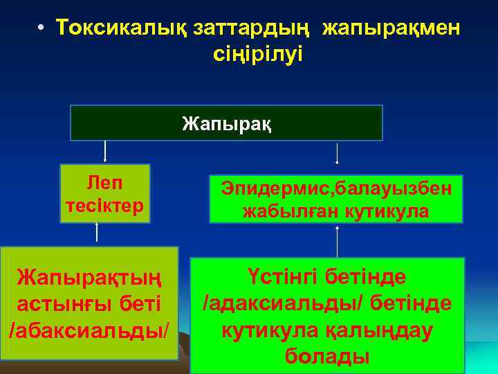  • Токсикалық заттардың жапырақмен сіңірілуі Жапырақ Леп тесіктер Жапырақтың астынғы беті /абаксиальды/ Эпидермис,