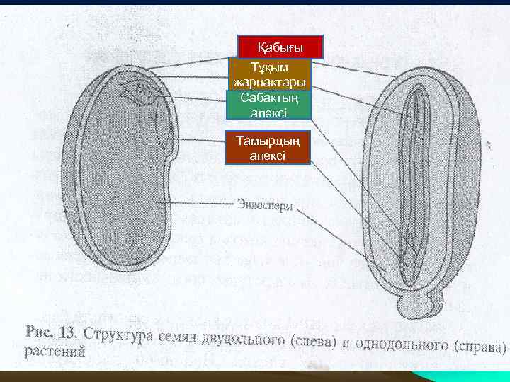 Қабығы Тұқым жарнақтары Сабақтың апексі Тамырдың апексі 