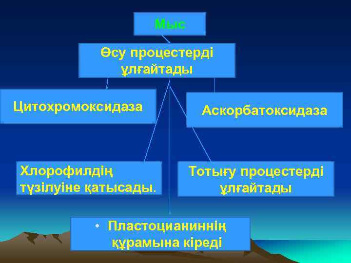Мыс Өсу процестерді ұлғайтады Цитохромоксидаза Хлорофилдің түзілуіне қатысады. Аскорбатоксидаза Тотығу процестерді ұлғайтады • Пластоцианиннің