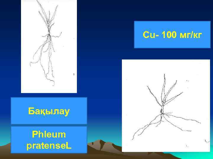 Cu- 100 мг/кг Бақылау Phleum pratense. L 