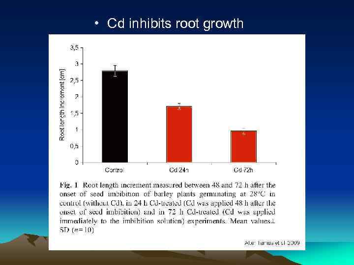  • Cd inhibits root growth (1 m. M Cd. Cl 2) 