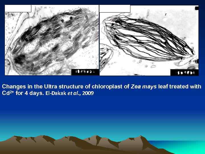 1 m. M Cd 2+ 4. 0 m. M Cd 2+ St. Changes in