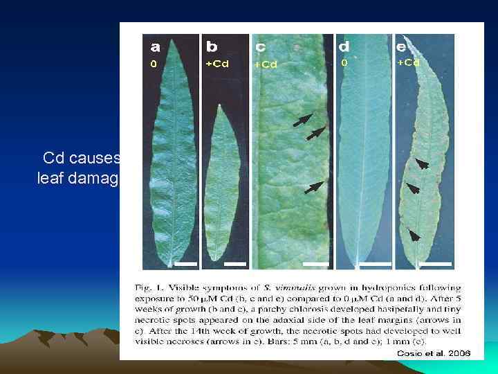 Cd causes leaf damage 