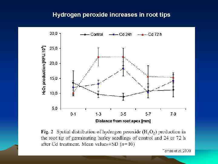 Hydrogen peroxide increases in root tips (1 m. M Cd. Cl 2) 